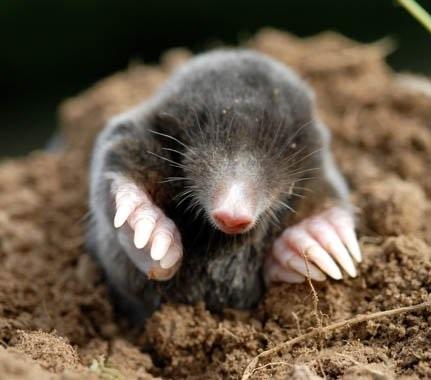 Moles Voles